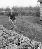 Use of a wooden rake to create a fine tilth