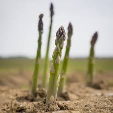 Asparagus