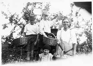 Berwick and Lorna Bayliss (and Hubert, a visitor from Birmingham) with their father, picking plums in the orchard at "The Haven"