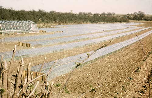 'Cloches north of Badsey'