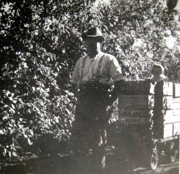 Plum picking time and Fred Martin and his daughter, Joan, are using an ‘easywheel’ trolley to move the boxes of plums from the orchard to the weighing area.