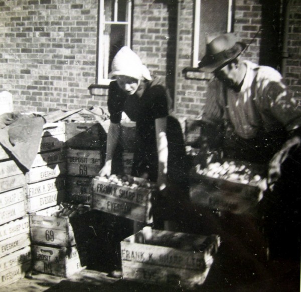 Fred Martin and his daughter, Marjorie weighing the plums. On the boxes it has ‘FRANK K. SHARP LTD EVESHAM’.