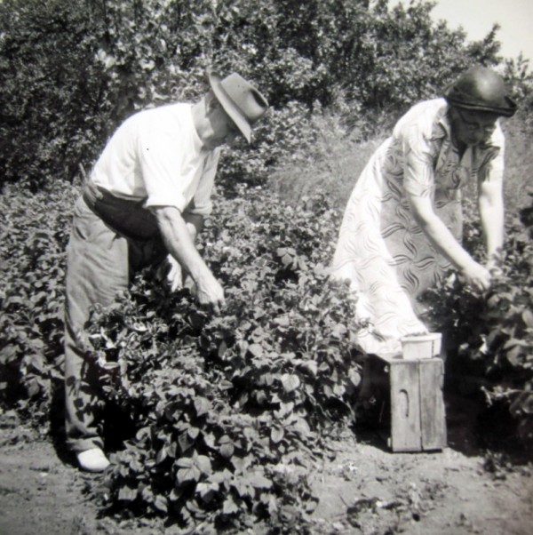 Fred and Emma Martin picking raspberries – apparently grown as individual bushes rather than trained on a wire. Emma always wore a hat when working out in the open.