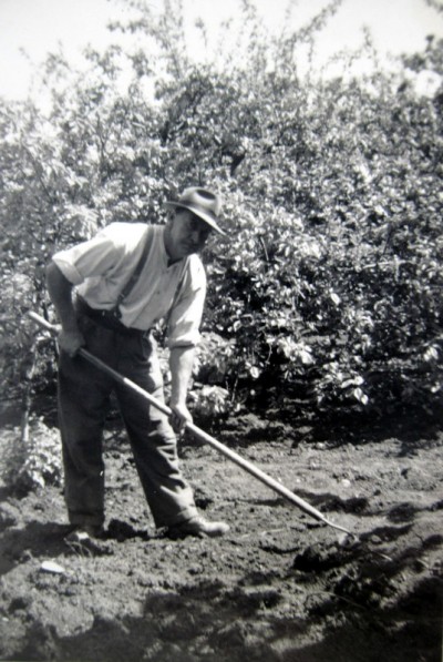 Keeping the weeds under control with a hoe in the Summer.