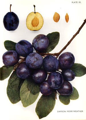 Damson