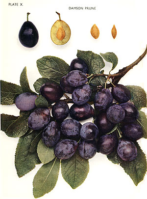 Shropshire Prune Damson