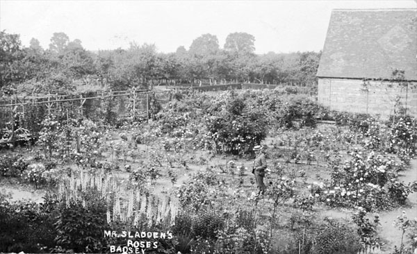 Julius Sladden standing in his rose garden about 1923.