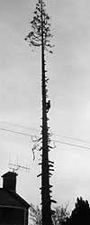 Pat Goldstraw's photograph of the tree being felled in 1980.