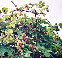 wild hops in hedgerow.