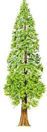wellingtonia-tree.jpg