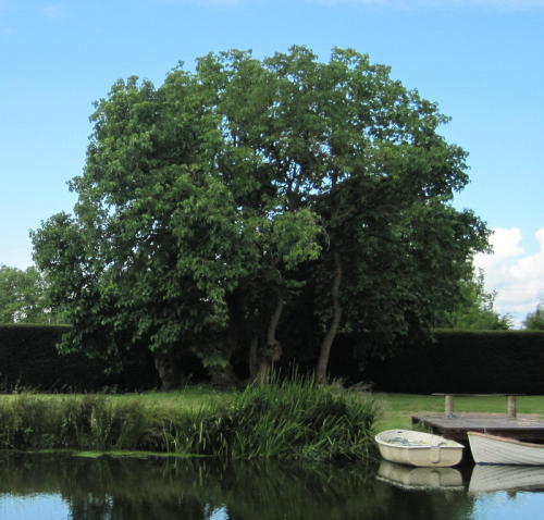 The mulberry tree, that is still in the Manor garden, under which James Lees-Milne sat with a pile of books, studying.