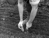 Planting seeds - a close view of the planting operation