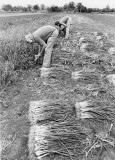 Pulling spring onions ready for bunching