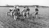 Land girls working with a David Brown tractor