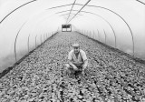 Produce in a polytunnel