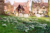 Snowdrops in the churchyard