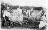 A harvest of gypsophila