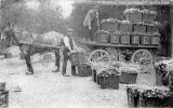 Radishes off to market