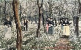 Narcissi growing and plum blossom