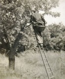 Fruit picking