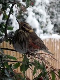 Redwing