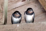 Young swallows