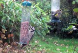 Great Spotted Woodpecker and Goldfinch