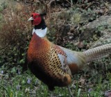 Cock pheasant