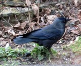 Jackdaw