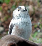 Young long-tailed tit