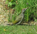 Green Woodpecker