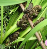 Common Frogs