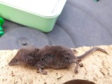 Common Shrew