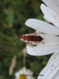 Common soldier beetle