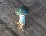 Verdigris Toadstool