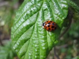 Harlequin beetle