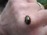 Rosemary leaf beetle