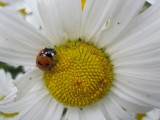 7 spot ladybird