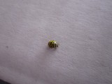 22 spot ladybird