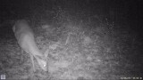 Deer at night