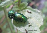 Mint beetles