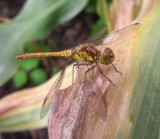 Common Darter