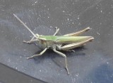 Meadow Grasshopper