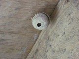 Wasp Nest