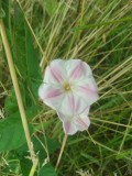 Field Bindweed