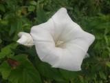 Hedge Bindweed