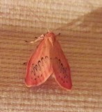 Rosy Footman Moth