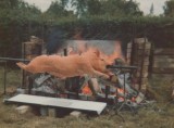 The Pig Roast