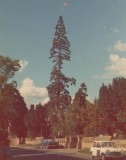 The Wellingtonia Tree