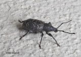 Vine weevil